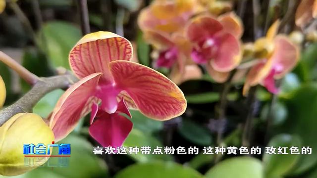 过元旦！烟台花市好热闹！(图3)