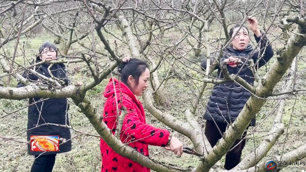 人勤春来早 果树春管忙(图3)