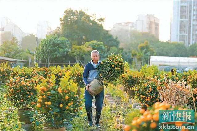 广东人过年必买的年桔涨价了(图1)