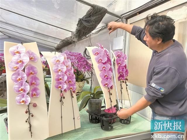 广东人过年必买的年桔涨价了(图3)