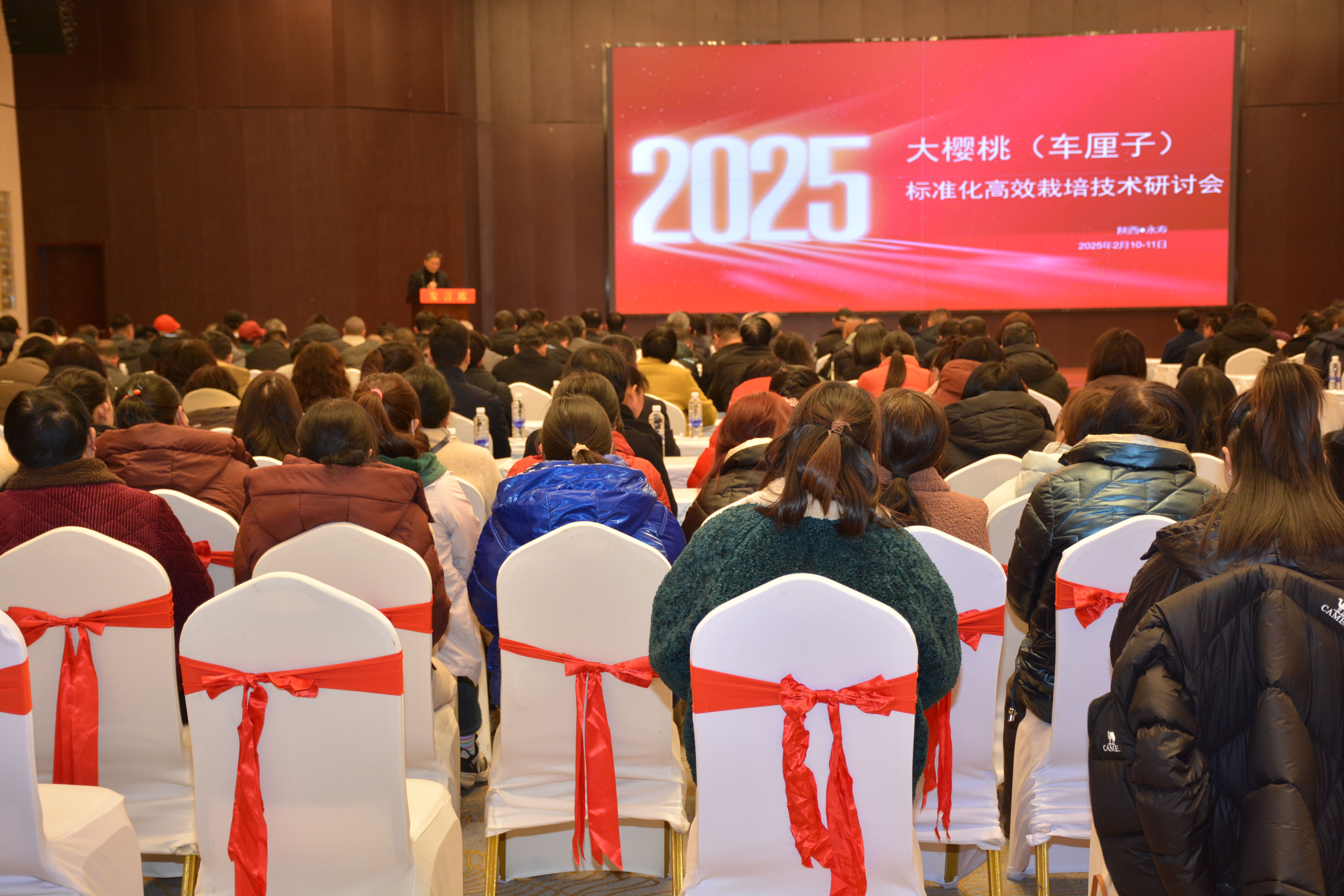 2025年大樱桃（车厘子）标准化高效栽培技术研讨会在陕西永寿成功举办(图1)