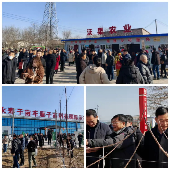 2025年大樱桃（车厘子）标准化高效栽培技术研讨会在陕西永寿成功举办(图4)